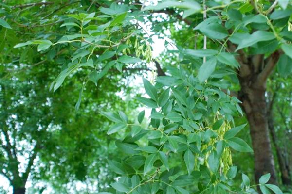 白蜡树的修剪时间，最佳时间为2-3月份