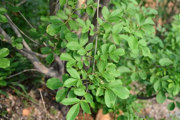 白蜡树的修剪时间，最佳时间为2-3月份