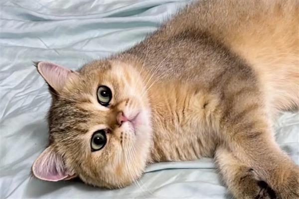 猫叫不出声音的原因，可能是上火、感冒等因素所致