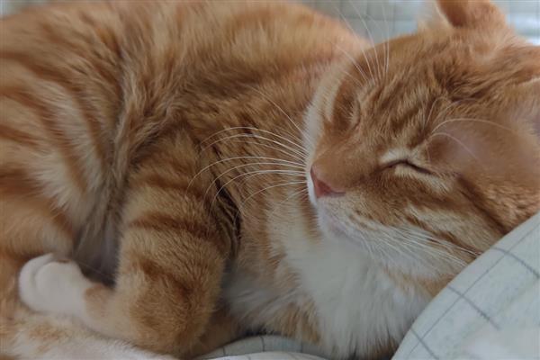 猫叫不出声音的原因，可能是上火、感冒等因素所致