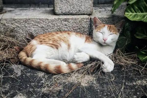 猫叫不出声音的原因，可能是上火、感冒等因素所致