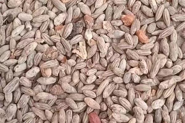 青枣种子怎么催芽，用清水浸泡12小时左右再放到温暖的地方