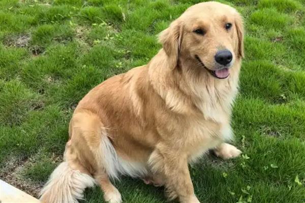 金毛犬怎么饲养，补钙可以避免骨骼变形