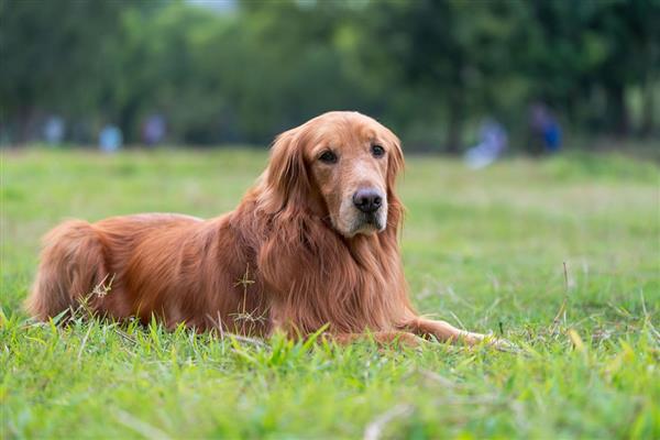 金毛犬怎么饲养，补钙可以避免骨骼变形