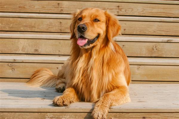 金毛犬怎么饲养，补钙可以避免骨骼变形