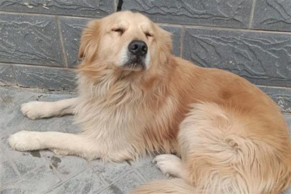 金毛犬怎么饲养，补钙可以避免骨骼变形