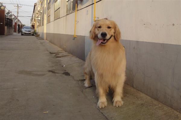 金毛犬怎么饲养，补钙可以避免骨骼变形