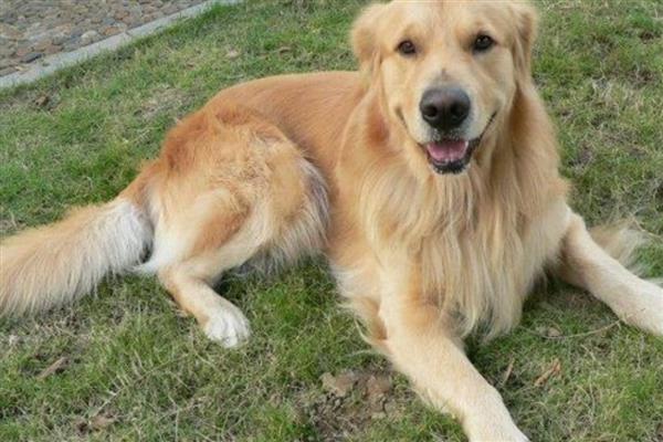 金毛犬怎么饲养，补钙可以避免骨骼变形