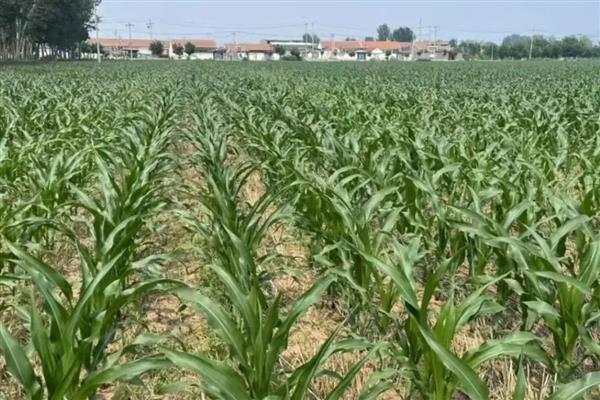 地膜玉米种植要点，气温低要覆盖白膜
