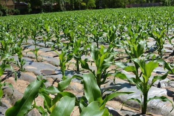 地膜玉米种植要点，气温低要覆盖白膜