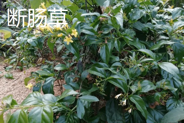 哪些花卉和金银花很像，常见断肠草、山银花等品种