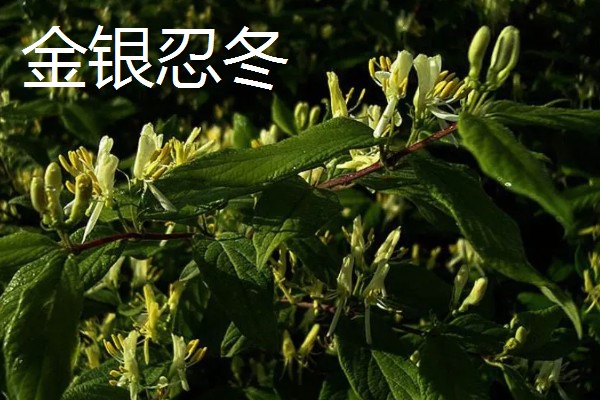 哪些花卉和金银花很像，常见断肠草、山银花等品种
