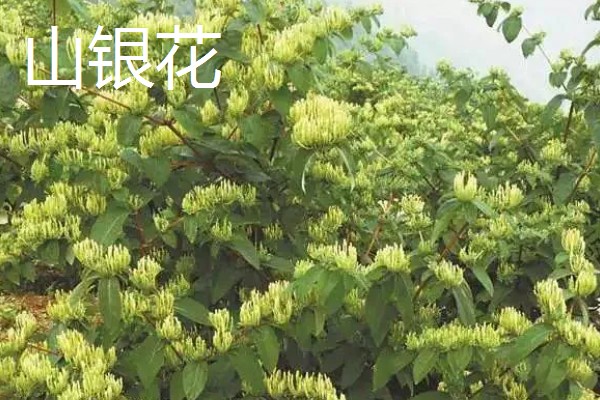 哪些花卉和金银花很像，常见断肠草、山银花等品种