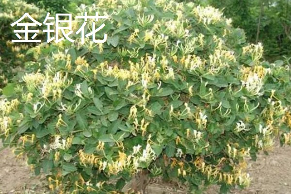 哪些花卉和金银花很像，常见断肠草、山银花等品种