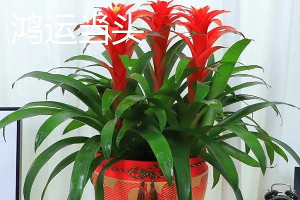 哪些花卉和金银花很像，常见断肠草、山银花等品种