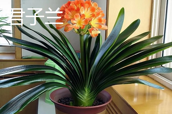 哪些花卉和金银花很像，常见断肠草、山银花等品种