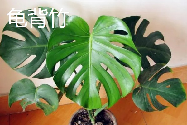 哪些花卉和金银花很像，常见断肠草、山银花等品种