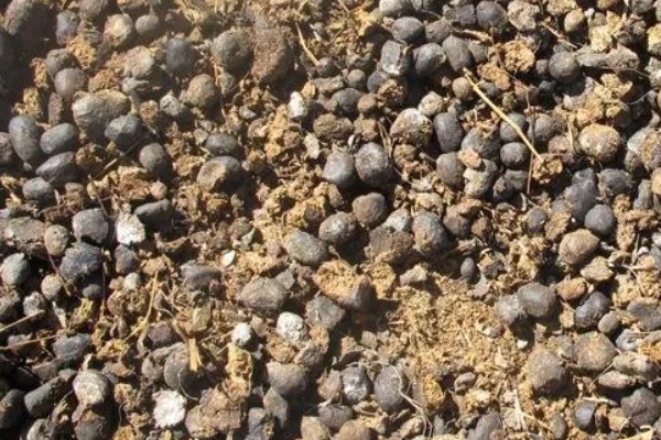 羊粪能不能直接放在花盆表面,直接使用会引发病虫害