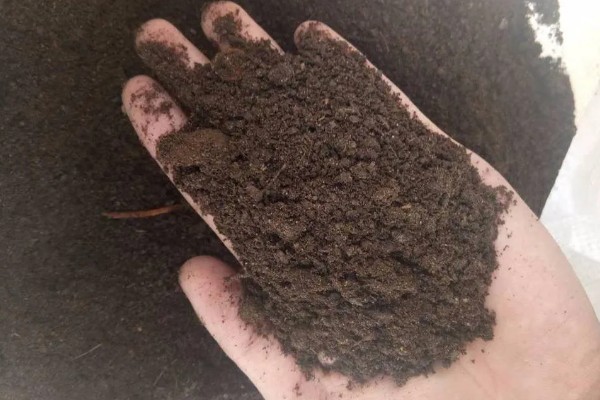 羊粪能不能直接放在花盆表面,直接使用会引发病虫害
