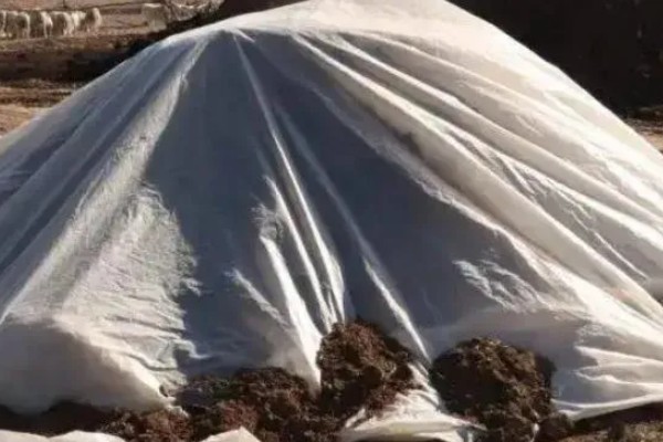 羊粪能不能直接放在花盆表面,直接使用会引发病虫害