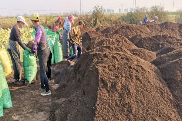 羊粪能不能直接放在花盆表面,直接使用会引发病虫害