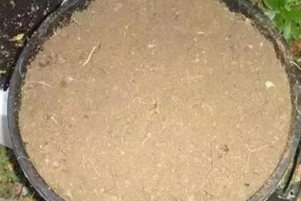 羊粪能不能直接放在花盆表面,直接使用会引发病虫害