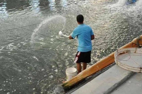 水花鱼苗怎么养殖,每隔1小时投喂一次
