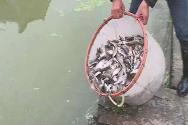 水花鱼苗怎么养殖,每隔1小时投喂一次