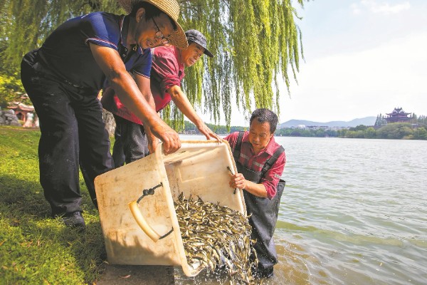 水花鱼苗怎么养殖,每隔1小时投喂一次