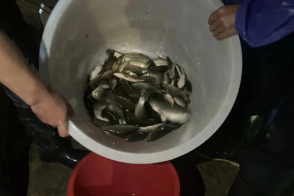 水花鱼苗怎么养殖,每隔1小时投喂一次