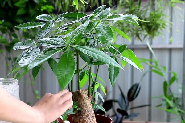 发财树修剪枝叶的方法,过长的枝条要短截10厘米左右