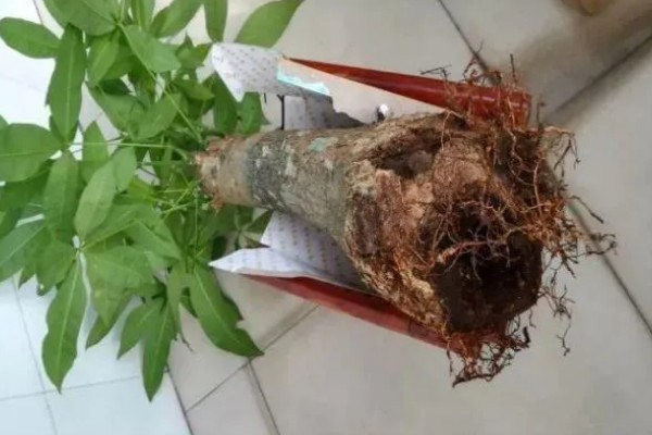 发财树修剪枝叶的方法,过长的枝条要短截10厘米左右