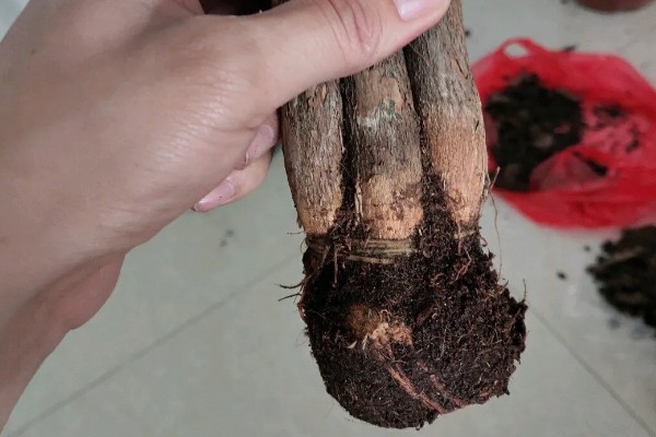 发财树修剪枝叶的方法,过长的枝条要短截10厘米左右