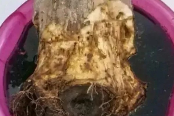 发财树修剪枝叶的方法,过长的枝条要短截10厘米左右