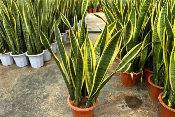 虎皮兰过冬套袋方法，用塑料薄膜覆盖植株并将袋口系紧