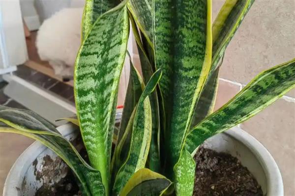 虎皮兰过冬套袋方法，用塑料薄膜覆盖植株并将袋口系紧