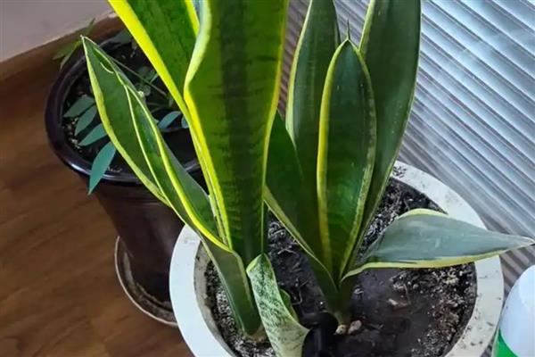 虎皮兰过冬套袋方法，用塑料薄膜覆盖植株并将袋口系紧