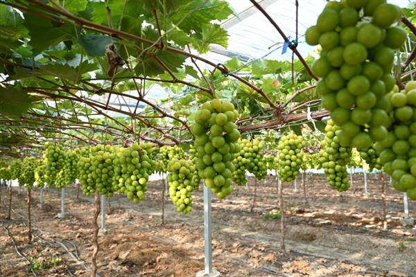 葡萄是不是缠绕藤本植物,属于卷须木质藤本植物