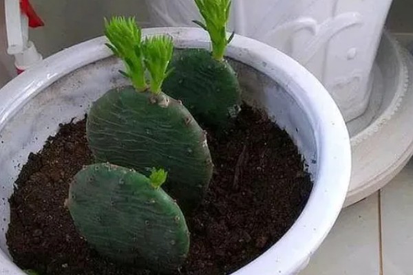 仙人掌有哪些花语,代表刚毅的爱情、执着信念等含义
