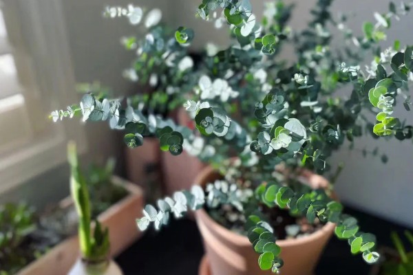 尤加利的耐寒温度,可耐零下8℃的低温