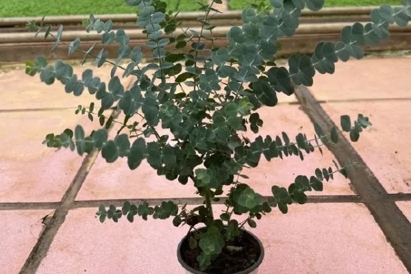 尤加利的耐寒温度,可耐零下8℃的低温