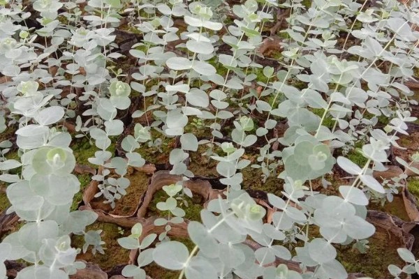 尤加利的耐寒温度,可耐零下8℃的低温