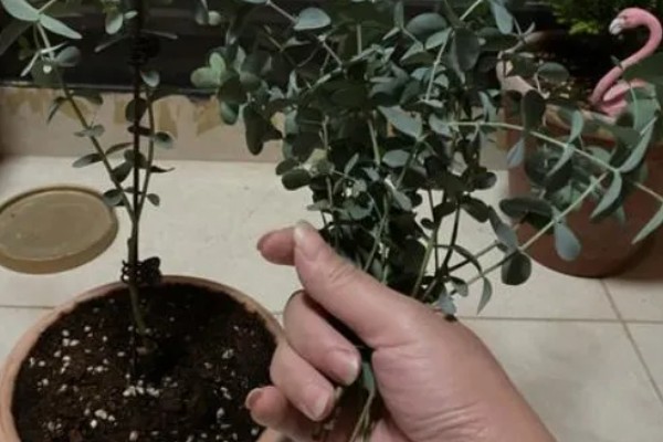 尤加利的耐寒温度,可耐零下8℃的低温