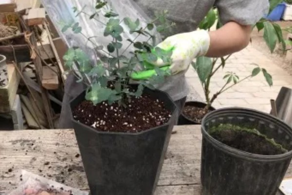 尤加利的耐寒温度,可耐零下8℃的低温