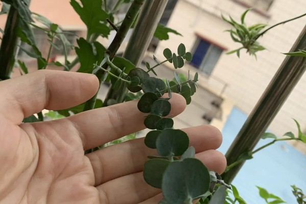 尤加利的耐寒温度,可耐零下8℃的低温