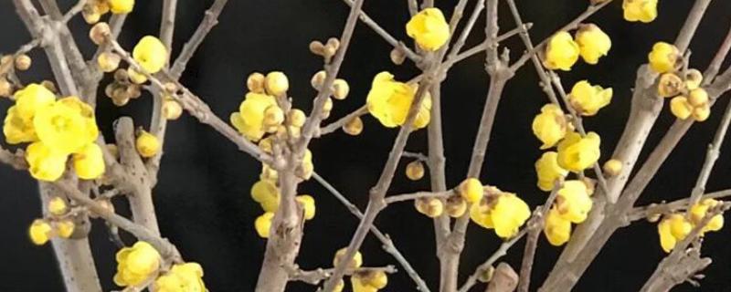 哪种梅花是黄色，素心腊梅呈纯黄色
