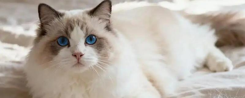 饲养布偶猫要注意什么，提供猫抓板可以防止它乱抓