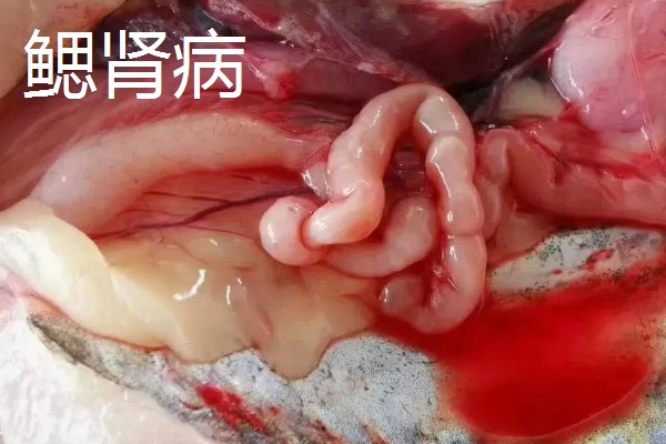 鳗鱼的疾病怎么防治,发生鳃肾病可以投放食盐