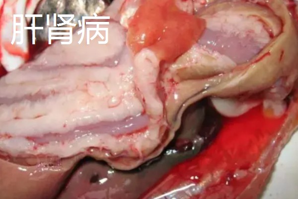 鳗鱼的疾病怎么防治,发生鳃肾病可以投放食盐