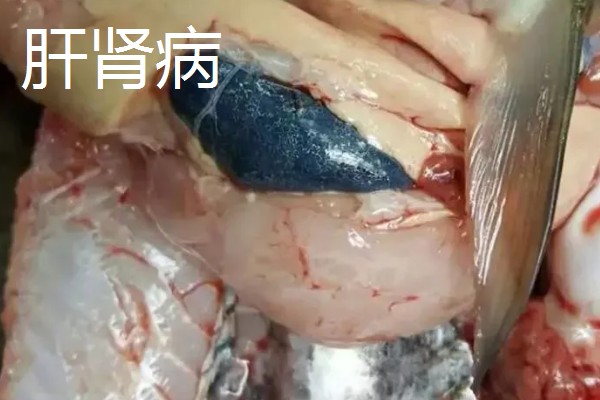 鳗鱼的疾病怎么防治,发生鳃肾病可以投放食盐